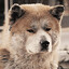 Hachiko