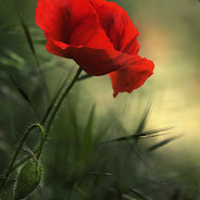 八倍瞄准镜。。