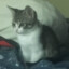 msgoodcat's avatar
