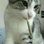 prisma's avatar