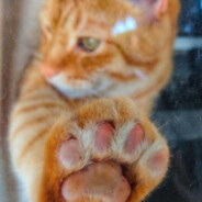 Juego con las patas