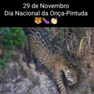 Onça Pintuda
