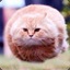 BIG FAT CAT