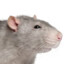 Tryhard Rat