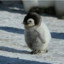 MASTER PENGUIN