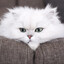 Feed me