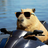 Capybara 1KM/H peek avatar