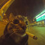 Cat Smoking A Blunt