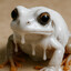 cumfrog