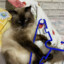 CatNox