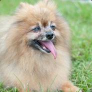 MauChiuan avatar
