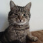 TheCat