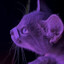 ШТОШ | literally me...'s avatar