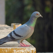 Matis Prof - steam id 76561198421725688