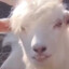 dёma goat
