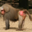 Ass Monke