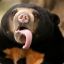 Big Daddy Cum Tasting Sun Bear