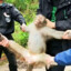 monkey killer