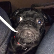 SquishyPugBalls