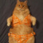 sexycat