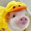 Ducky The Pig