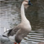 African goose