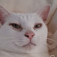 香煎三文鱼