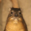 Hyrax.exe