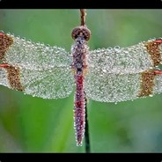 Macro Dew Covered Dragon Fly ⛴