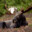 Moose