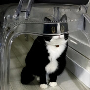 小黄鸭嘎嘎嘎香