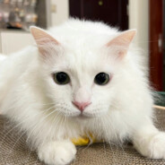 老猫格蕾老菜老菜老菜猫了