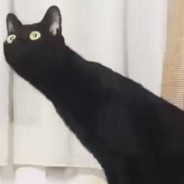 咸鱼摊老板娘 avatar