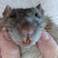 rat