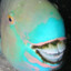 victor the fish