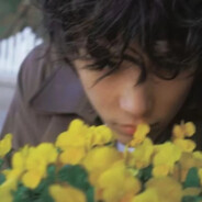 这雏菊美的像诗句