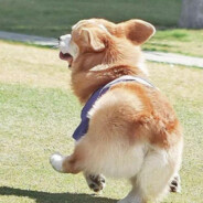 兔叽养殖场明猩