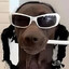 Shnippi dawg