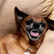 DogCrazy