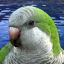 Grass-Green Parakeet [GERmany]
