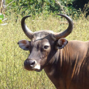 B点第一突破手牛牛君