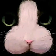 几把猫很担心你