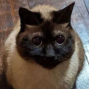 gato
