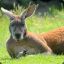 Canned Kangaroo Meat