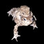 Frosch