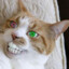 El Gato
