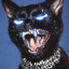 qckcat