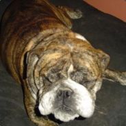 [usbdt] KrispyKreamer - steam id 76561197961207686