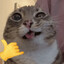 Knife Cat