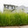 UnCutGrass